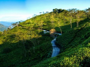 Teesta Valley Tea Estate