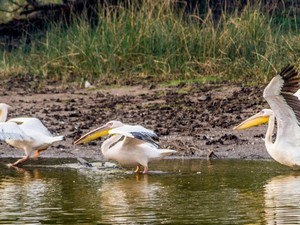 Khijadia Bird Sanctuary