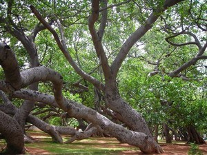 Pillalamarri / Big Banyan Tree