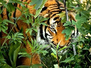 Kanha National Park Tourist Places