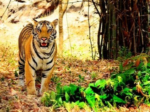 Bannerghatta National Park