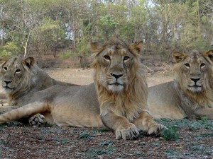 ahmedabad surrounding tourist places