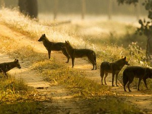 Wolf Sanctuary Night Safari