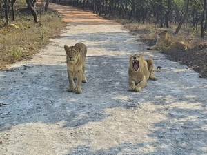 Rajgir Wildlife Safari, Rajgir - Timings, Safari Cost, Best Time to Visit