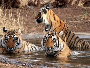 tiger safari near agra