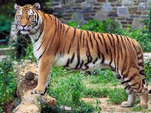Kalakkad Mundanthurai Tiger Reserve