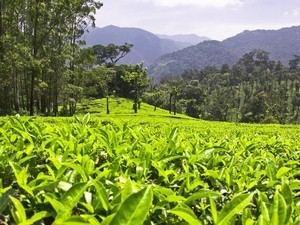 Manjolai Hills