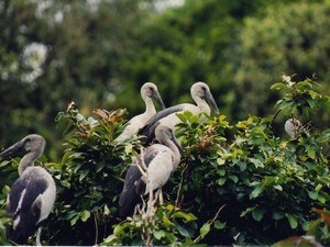 Karnala Bird Sanctuary, Near Lonavala