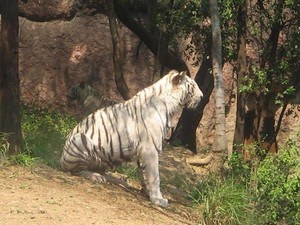 Nehru Zoological Park