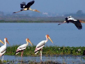 Kolleru Lake & Sanctuary