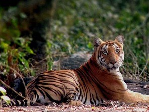 mysore tiger safari