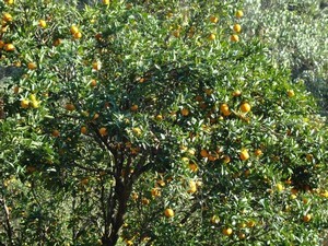 Rimbi Orange Garden