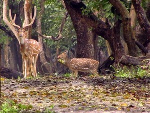 Nagarhole National Park Places to visit