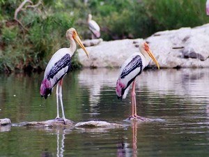 Ranganathittu Bird Sanctuary, Near Srirangapatna