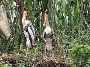 Kokkare Bellur Bird Sanctuary