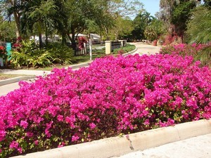 Bougainvillea Garden