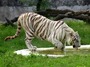 Mahendra Chaudhary Zoological Park