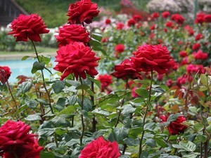 Rose Garden