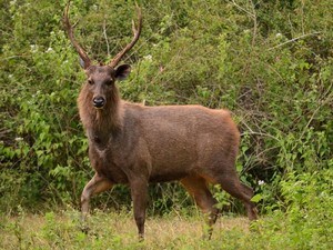 Sukhna Wildlife Sanctuary