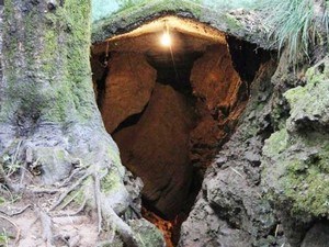 Eco Cave Garden