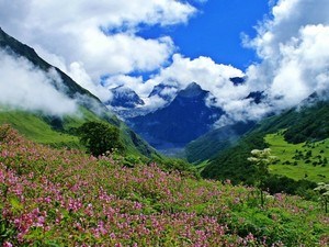 Valley Of Flowers Tour Packages