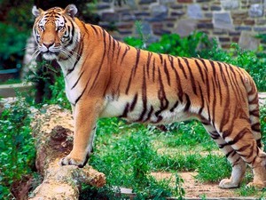 Kolkata Zoo /Alipore Zoo