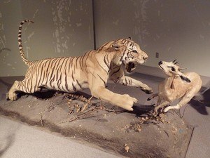 Bengal Natural History Museum