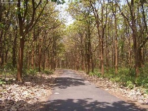 Kottachedu Teak Forest