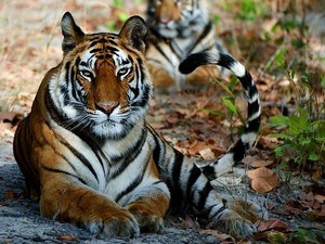 tiger safari near agra
