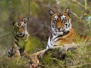 Bandhavgarh National Park