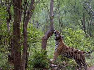 wildlife travel agents delhi