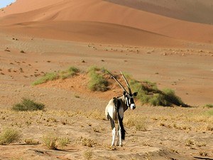 Desert National Park