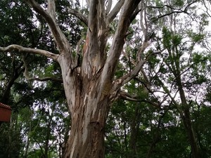 Kalyani - Eucalyptus Tree