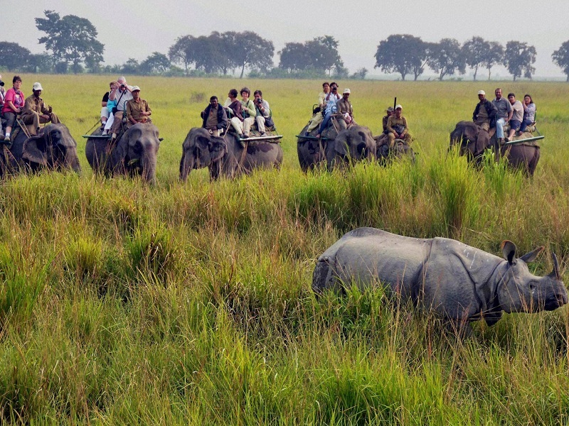 elephant safari timings in kaziranga