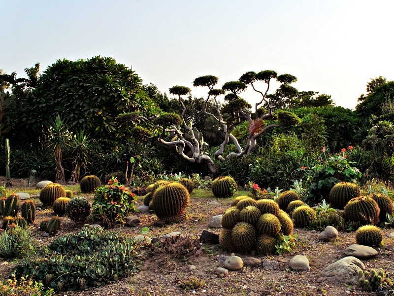 Cactus Garden, Chandigarh - Timings, Entry Fee, Best time to visit