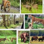 Wildlife Sanctuaries in India