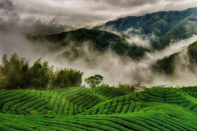 7 Best Places for Tea Plantation Trails in India | Trawell Blog
