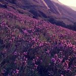 Neelakurinji Flowers, Munnar