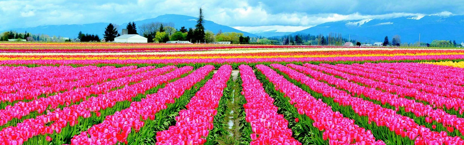 Tulip Garden, Srinagar