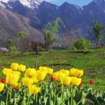 Tulip_Garden_Srinagar