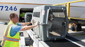 Ensuring Your Dog's Safety When Traveling by Plane | Trawell.in Blog