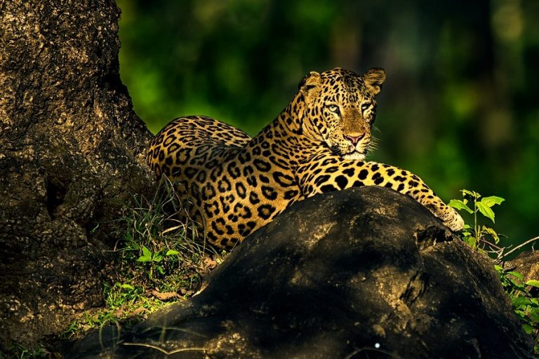 Top Wildlife Sanctuaries in Karnataka for the Wildlife Enthusiasts ...