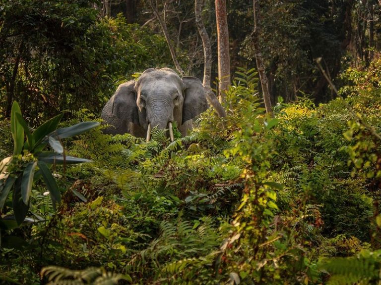 5 Stunning Rainforests in India | Trawell.in Blog