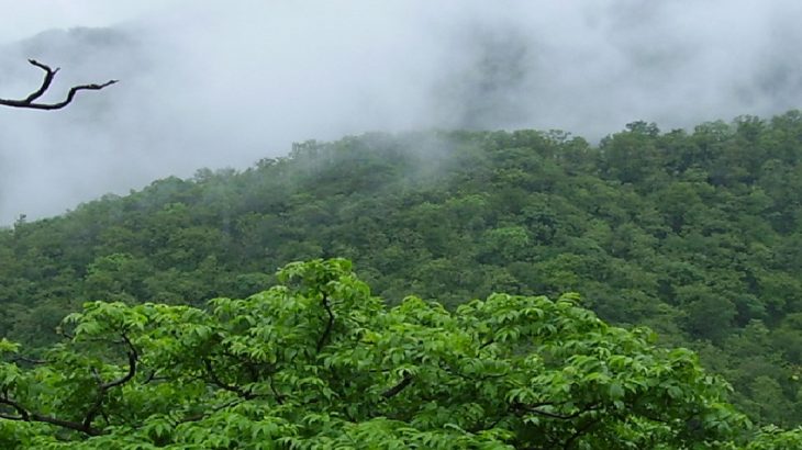 Stunning Rainforests In India Trawell Blog