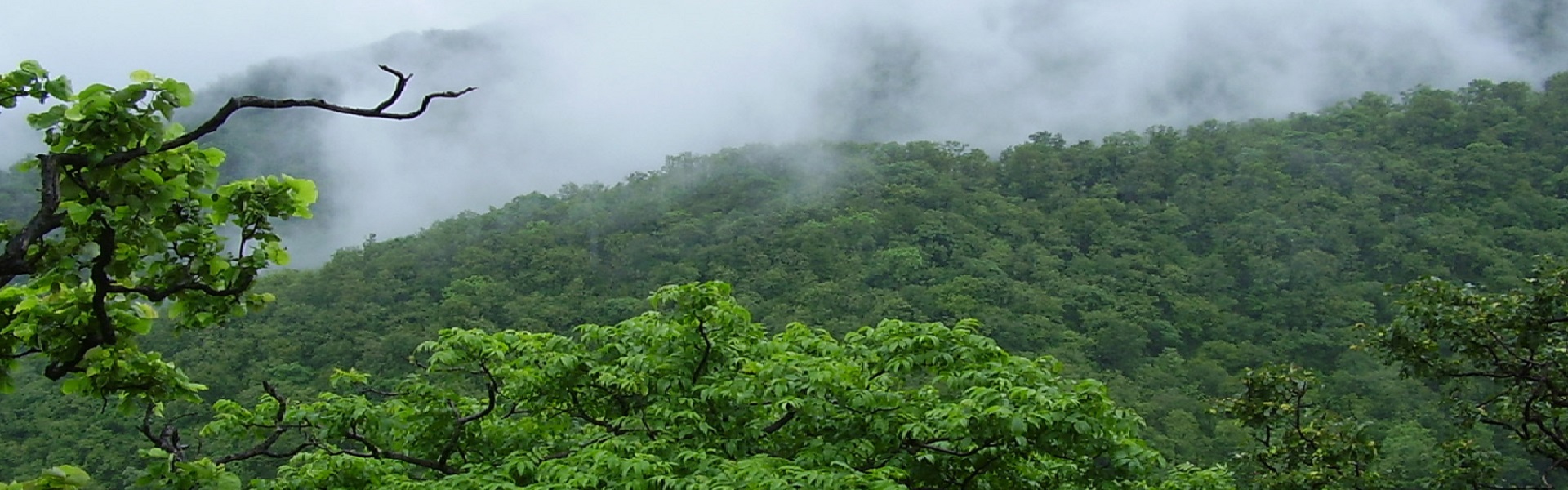 5 Stunning Rainforests in India