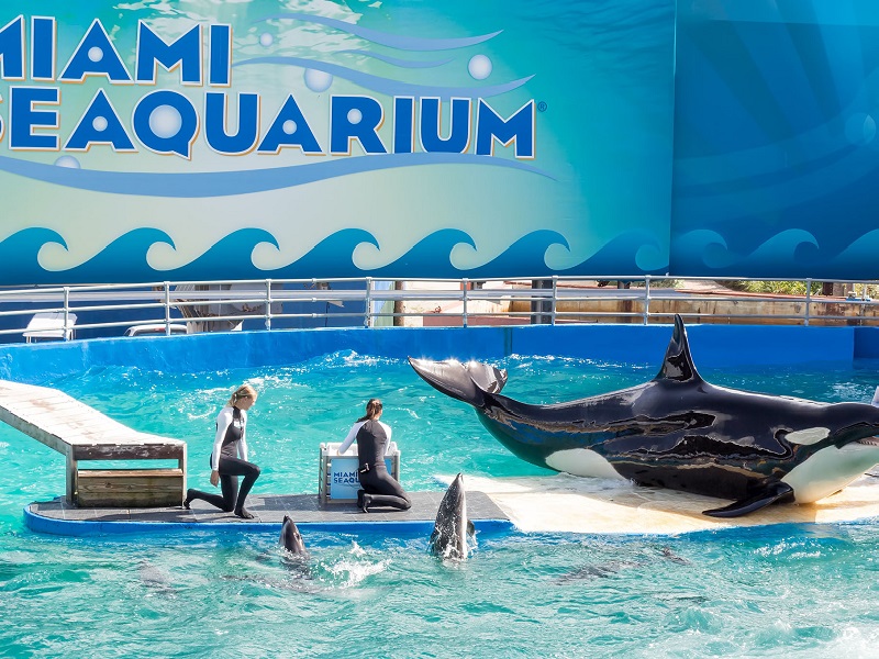 Miami_Sea_Aquarium_Main | Trawell Blog