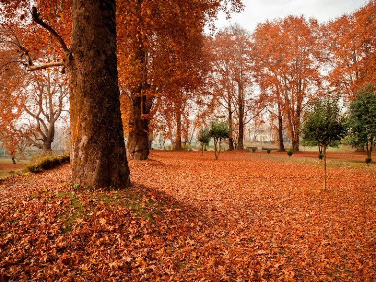 An inside view of Nishat Bagh (garden) during autumn at Srinagar ...