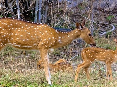 trip and ooty