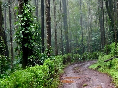best tour packages from bangalore to coorg