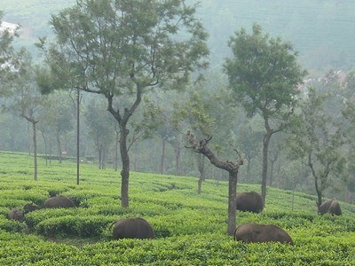 3 Day Trip from Bangalore | Ooty & Coonoor with Tea Plantation Stay